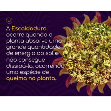 PROTETOR SOLAR - HORTALIÇAS E CULTURAS DIVERSAS - 1 LITRO 